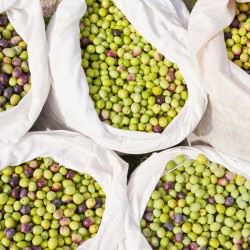 Click to enlarge image olive-picking-croatia002.jpg