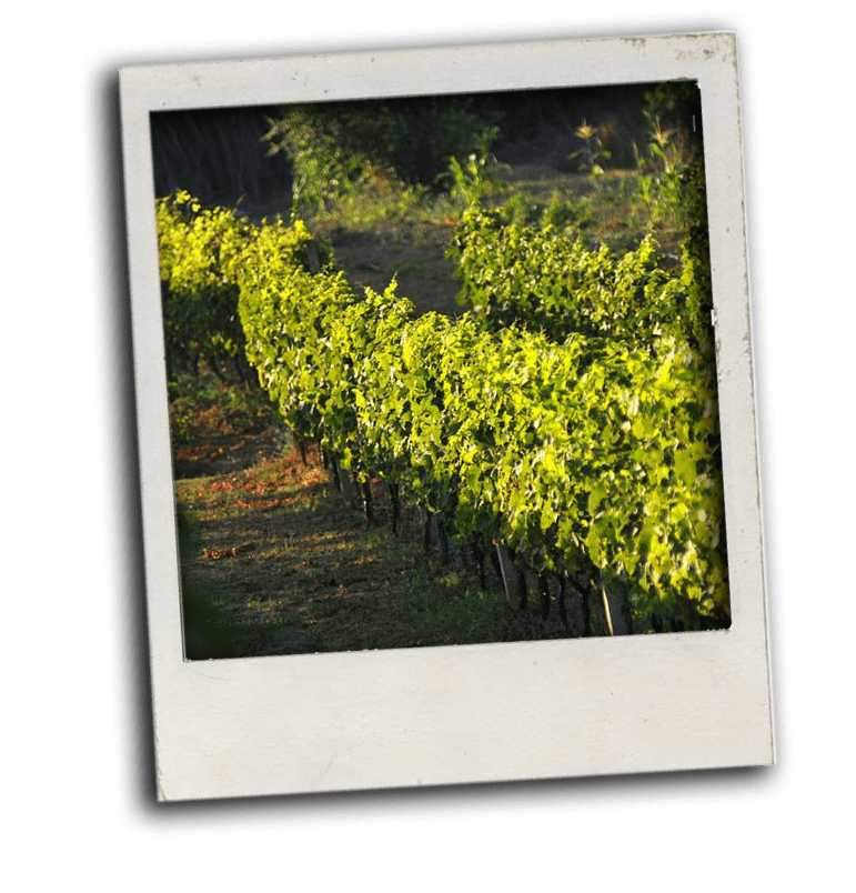 malvasija of dubrovnik vineyards