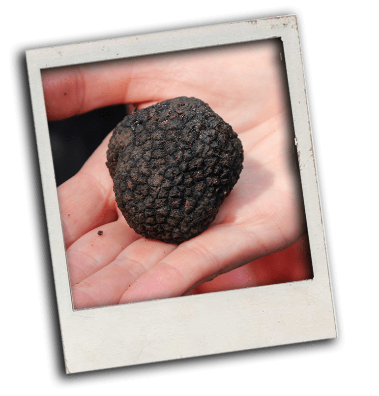 truffle black istria